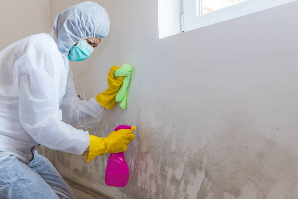 Best Water Damage & Mold Remediation  in Half Moon Bay, CA