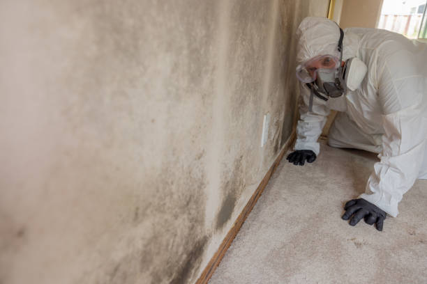  Half Moon Bay, CA Mold Removal Services Pros